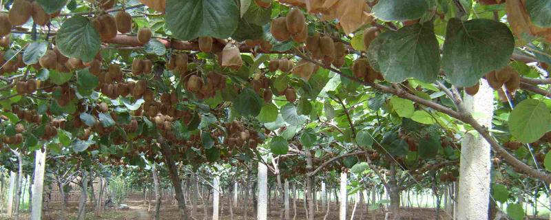 獼猴桃10畝要多少投資？獼猴桃種植風險大嗎？