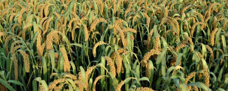 種植小米一畝掙多少，利潤(rùn)大不大，用什么肥料最好