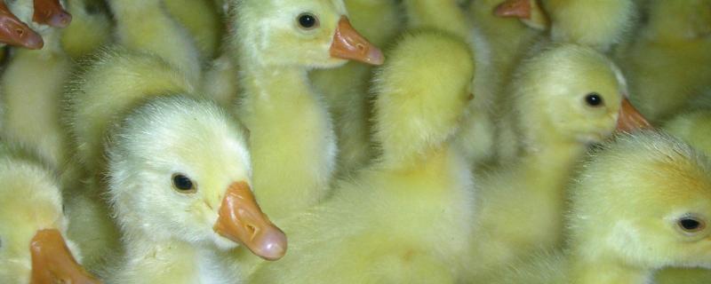 鵝苗養殖方法,要注意哪些事項,對溫度濕度的要求