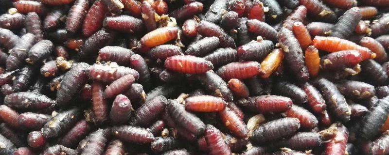 一斤蠅蛆的養殖成本是多少？有多少只？