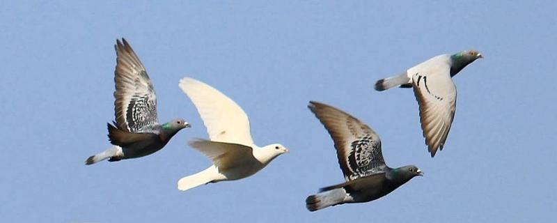 鴿子怎么養(yǎng)殖方法？要注意什么？