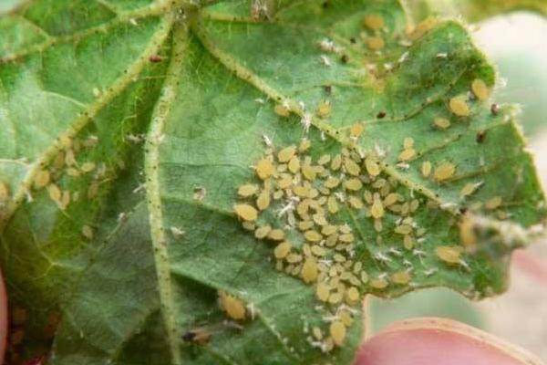 花椒蚜蟲防治農藥，打什么藥效果好？