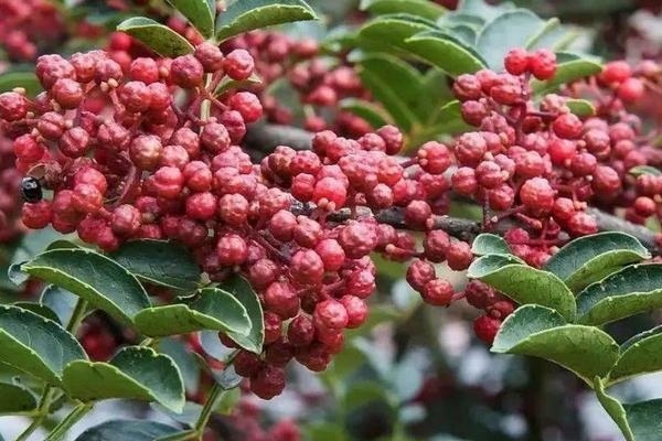 花椒蚜蟲防治農藥，打什么藥效果好？