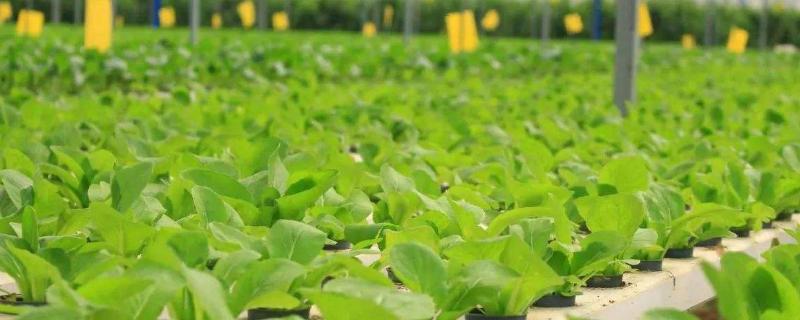 石硫合劑打過的菜能吃嗎？多久能吃？