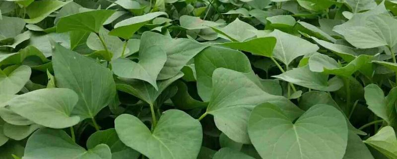 紅薯苗的培育方法與技術,含培育時間及注意事項