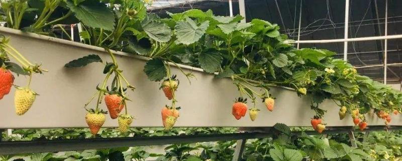 無土栽培草莓一畝投入多少，投資成本大不大？