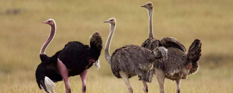 鴕鳥肉為什么打不開市場？鴕鳥肉是野味嗎？