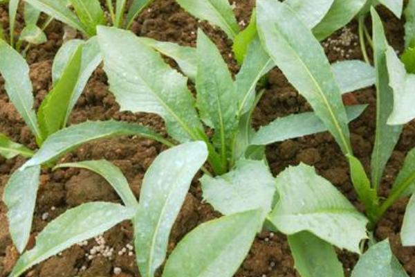 農藥品牌銷售前十名