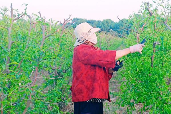 農藥品牌銷售前十名