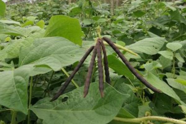 農藥品牌銷售前十名