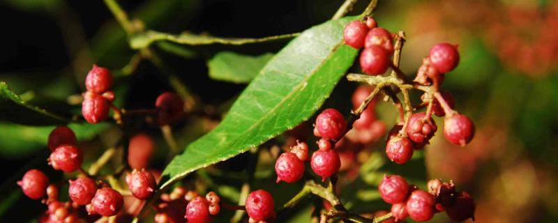 花椒蚜蟲防治農藥,打什么藥效果好?