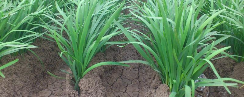 韭菜農藥殘留嚴重嗎，多久可以自行分解