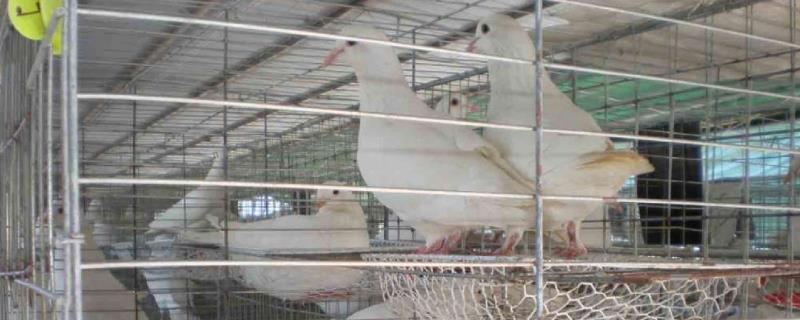 辦一個養鴿場大概幾萬？需要什么手續？