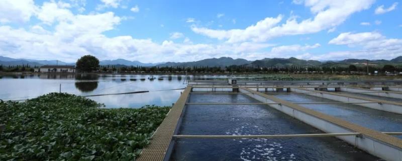 小型工廠化循環(huán)水養(yǎng)魚成本，附循環(huán)水養(yǎng)魚系統(tǒng)介紹