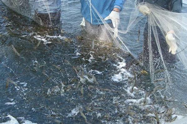 土塘養(yǎng)蝦最成功方法,附注意事項(xiàng)