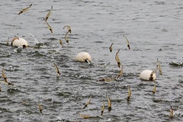 土塘養(yǎng)蝦最成功方法,附注意事項(xiàng)