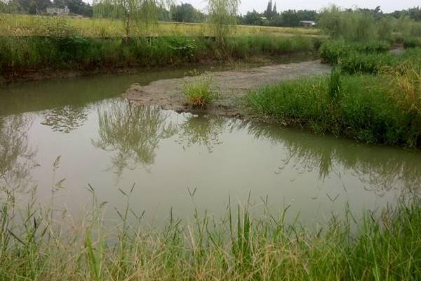 土塘養(yǎng)蝦最成功方法,附注意事項(xiàng)