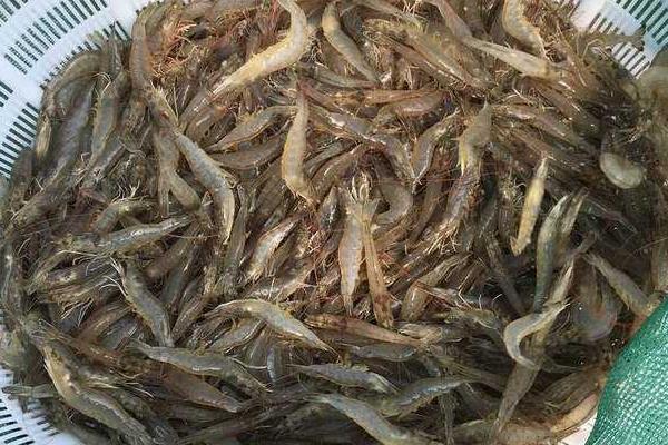 土塘養(yǎng)蝦最成功方法,附注意事項(xiàng)