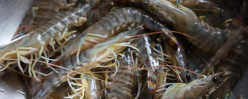 抽蝦線的最佳方法是什么？做白灼蝦要不要抽蝦線？