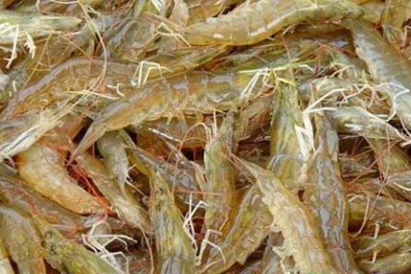 抽蝦線的最佳方法是什么?做白灼蝦要不要抽蝦線?