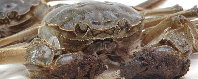 大閘蟹寒氣重真的么？怎么去除？