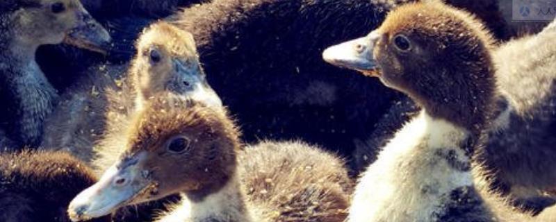 養(yǎng)1000旱鴨成本多少？旱鴨苗多少錢(qián)一只？