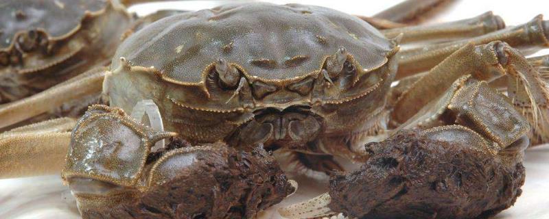 盤錦河蟹什么時候最肥？價格多少錢一斤？幾月吃最好？