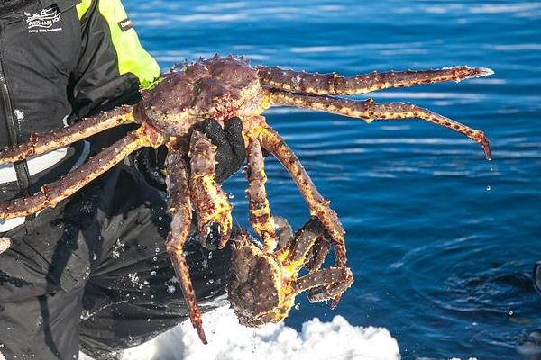 什么蟹最貴多少錢一斤