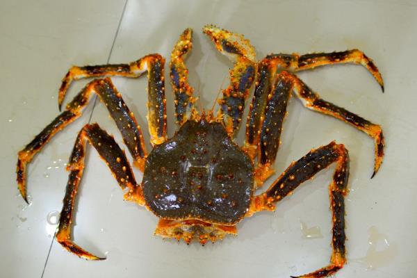 什么蟹最貴多少錢一斤