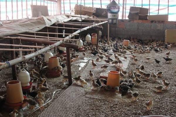 發(fā)酵床養(yǎng)雞為什么大型養(yǎng)殖場(chǎng)沒(méi)有用？發(fā)酵床養(yǎng)雞缺點(diǎn)是什么？