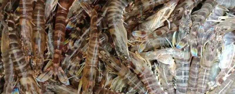 土塘養(yǎng)蝦最成功方法，附注意事項(xiàng)