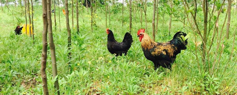 2個人山上散養雞養多少合適？散養雞一畝地養多少只？