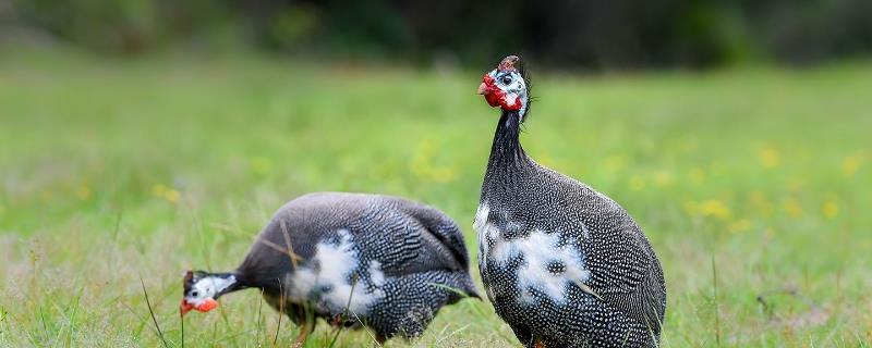 什么雞最貴最好銷售?