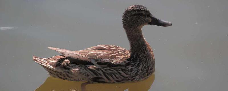 怎么殺鴨最簡(jiǎn)單最快？殺什么位置？怎么殺好脫毛？