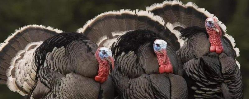 最大的雞有多少斤？蛋有多重？是什么品種？