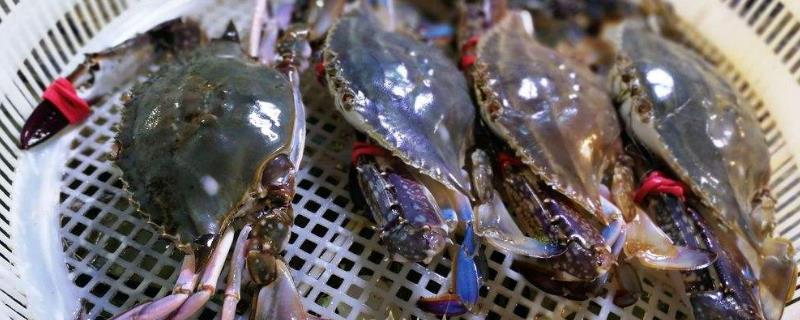 梭子蟹和大閘蟹哪個貴？哪個膽固醇更高？哪個更好吃？