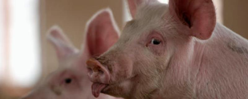 有寓意的養豬場名字，養豬場取名吉利字