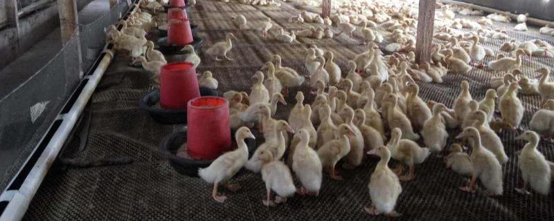 怎樣建鴨棚最省錢？需要辦理哪些手續證件