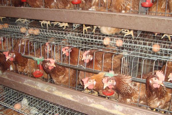 發(fā)酵床養(yǎng)雞為什么大型養(yǎng)殖場(chǎng)沒(méi)有用？發(fā)酵床養(yǎng)雞缺點(diǎn)是什么？