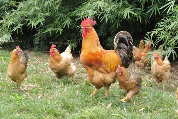 怎么殺雞最簡單最快,附殺雞的正確方法(含取內臟)