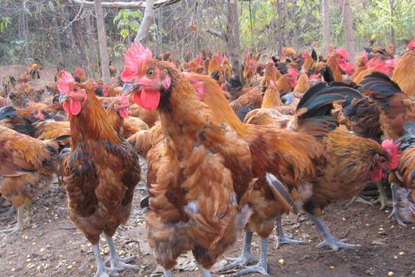 土雞養殖成本要多少呢？養一百只土雞利潤多少？