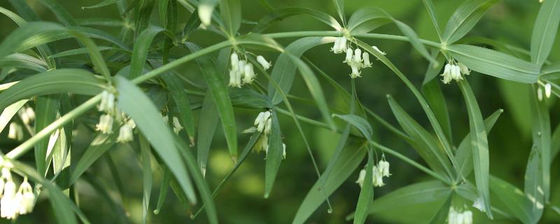 種植5畝黃精畝產成本,附黃精種植條件和方法