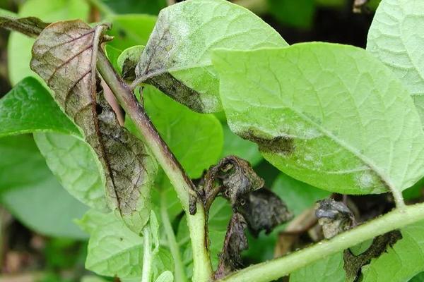 晚疫病最有效的農(nóng)藥，晚疫病是怎么引起的，和早疫病的區(qū)別