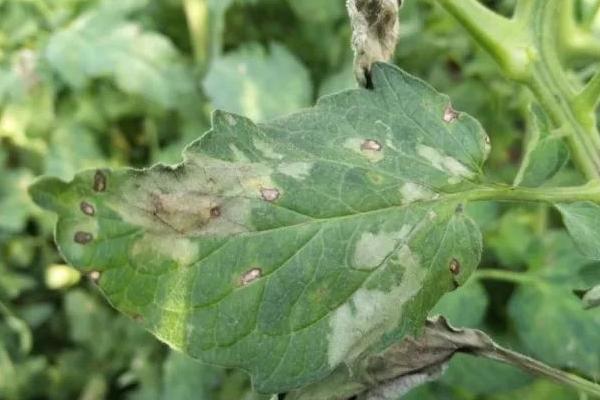 晚疫病最有效的農(nóng)藥，晚疫病是怎么引起的，和早疫病的區(qū)別