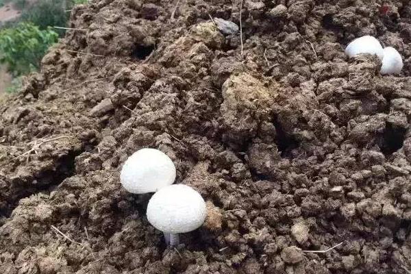 有機肥賣不出去怎么辦，有機肥銷售渠道怎么做