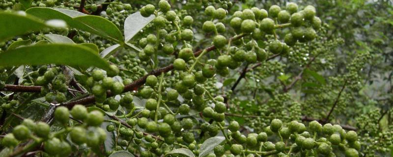 花椒種植市場飽和了嗎，附花椒種植前景及利潤分析