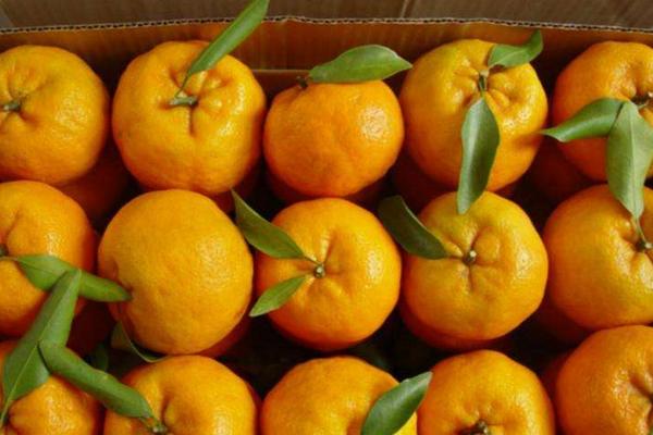 水果代銷規(guī)則，都是怎么合作的，怎么賺取利潤