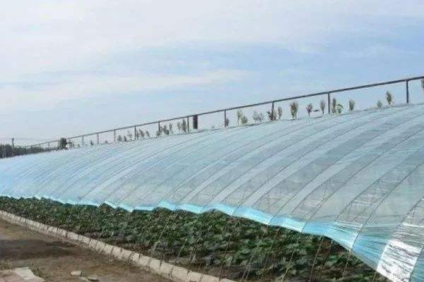 大棚薄膜怎么安裝、固定、繃緊拉緊?