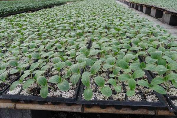 怎樣育黃瓜苗，黃瓜苗期怎樣培育壯苗