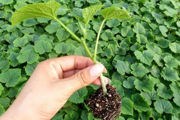 怎樣育黃瓜苗，黃瓜苗期怎樣培育壯苗